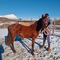 Vendita pony femmina
