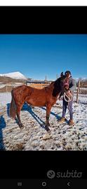 Vendita pony femmina