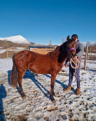 Vendita pony femmina