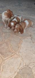 Cuccioli breton