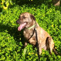 Cane giovane stupendo