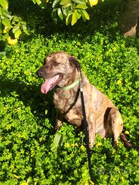 Cane giovane stupendo