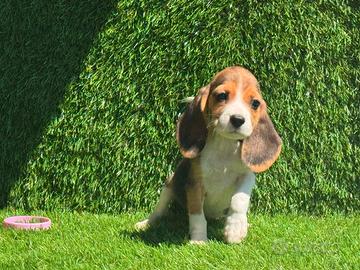 Beagle