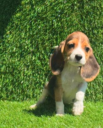 Beagle