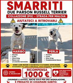 Cani smarriti a Collezzone (Pg)