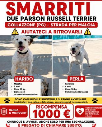 Cani smarriti a Collezzone (Pg)