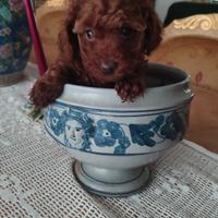 Barboncini mini toy