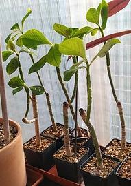 Euphorbia Synadenium grantii green/red