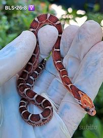 Serpenti del grano baby 2026 