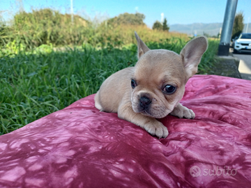 Bulldog francese fawn cucciola