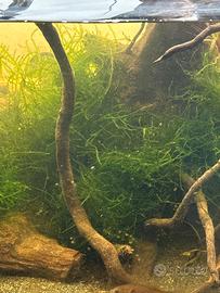 Muschio per acquario