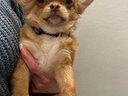 Chihuahua pedigree pl