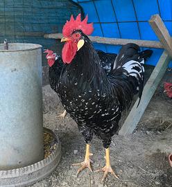 Galline Ancona