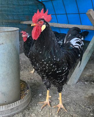Galline Ancona
