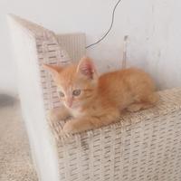 Gattini