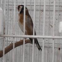 Cardellino