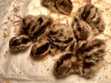 Quaglie cinesi appena nate