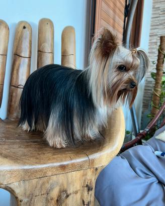 Yorkshire Terrier maschio toy per monta