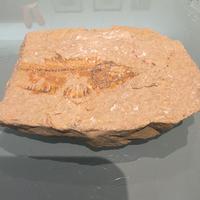 Pesce Fossile