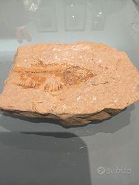 Pesce Fossile