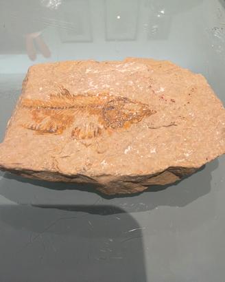 Pesce Fossile