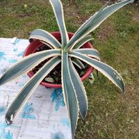 pianta aloe