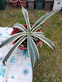 pianta aloe
