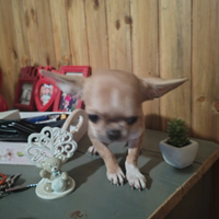 Chihuahua