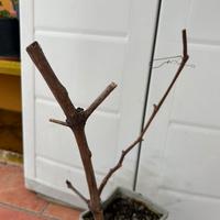 Pianta di uva americana (di due anni)