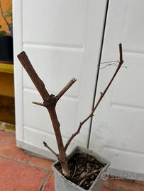 Pianta di uva americana (di due anni)