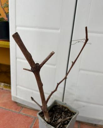 Pianta di uva americana (di due anni)