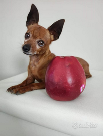 Pincher per accoppiamento