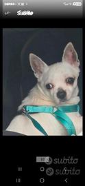 Cane Chihuahua