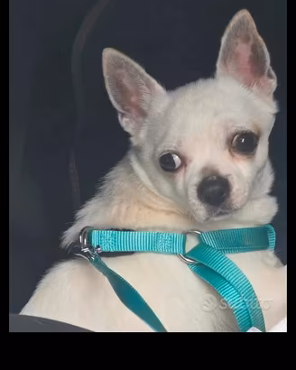 Cane Chihuahua