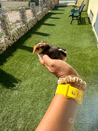 Pulcini Araucana
