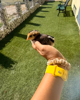 Pulcini Araucana