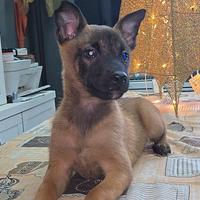 Cucciola femmina di pastore belga malinois