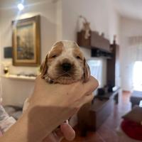 Cocker spaniel inglese
