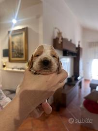 Cocker spaniel inglese