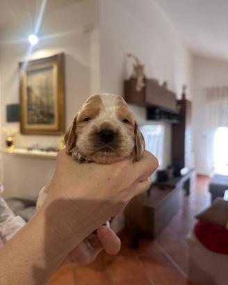 Cocker spaniel inglese
