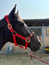 Cavezza per cavalli
