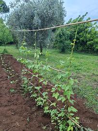 lavorazione terra