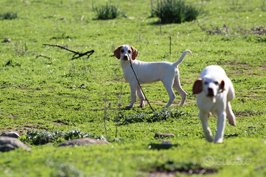 Istriano, 4 mesi, maschio
