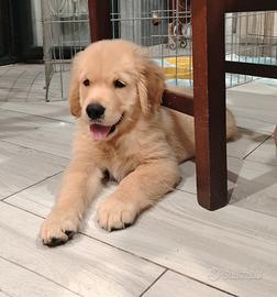 Golden retriever