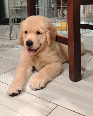Golden retriever