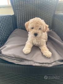 Cuccioli di barboncini