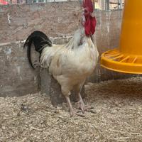 Gallo