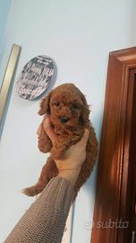 Cuccioli di Barboncino red