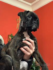 Cuccioli di Boxer