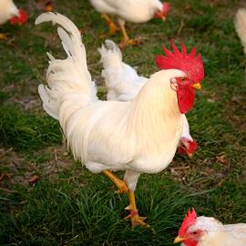 Galli razza livornese bianca selezione